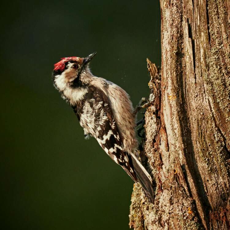 WOODPECKER