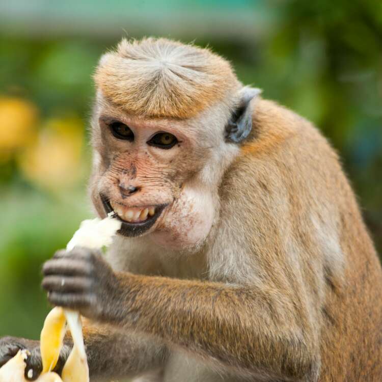 Monkey