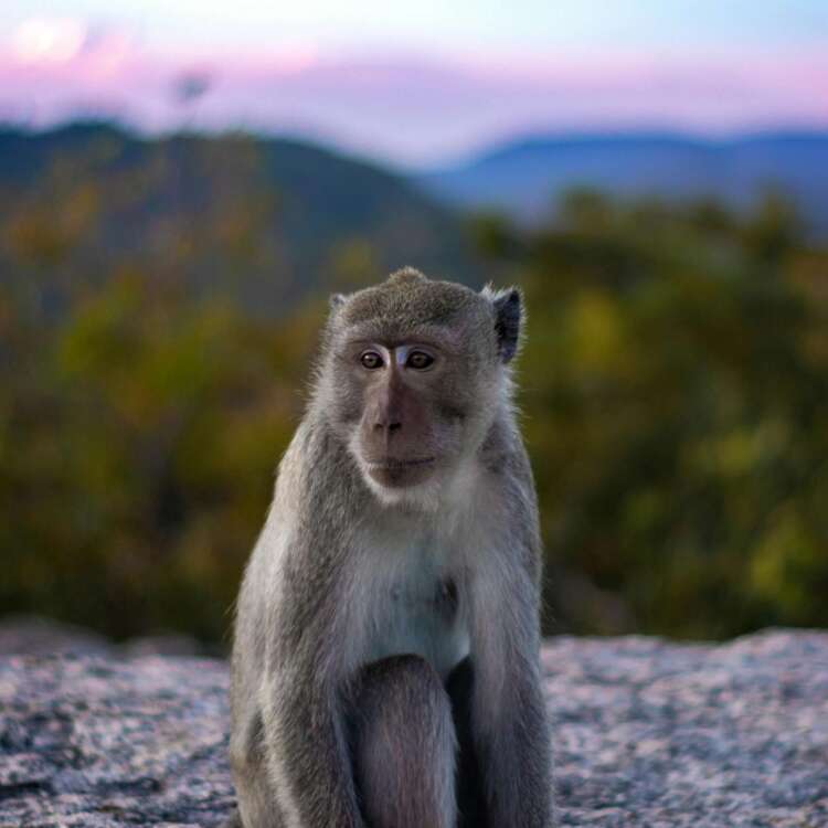 monkey