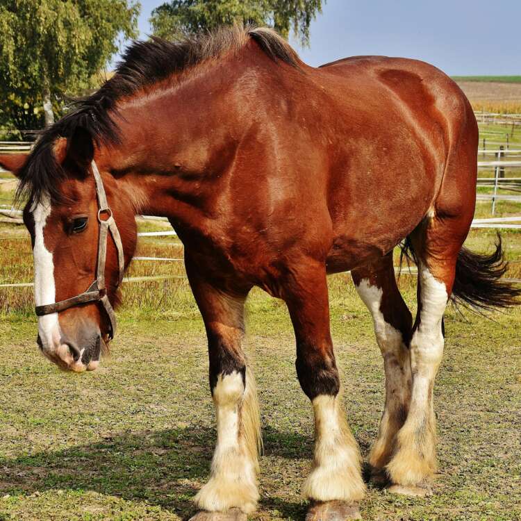Horse